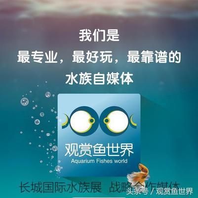 金龍魚20厘米到40厘米要多久：養(yǎng)殖金龍魚的注意事項(xiàng) 水族問答 第2張