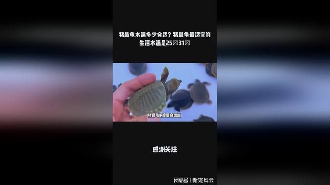 豬鼻龜適合的水溫和水質(zhì)：豬鼻龜水溫多少度適合飼養(yǎng) 豬鼻龜百科 第2張