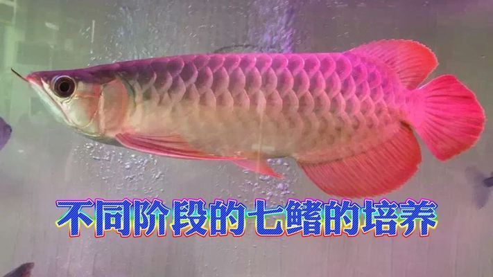 紅龍魚七鰭介紹圖：紅龍魚七鰭介紹圖詳情 紅龍魚百科 第2張