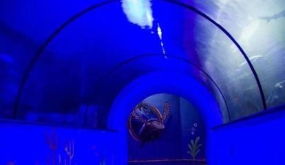 新鄉(xiāng)水族館：新鄉(xiāng)市夢想水族館 全國觀賞魚市場 第3張