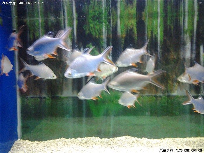 邯鄲水族館：邯鄲水族館——邯鄲第一家集觀賞性、趣味性、知識(shí)性、新奇創(chuàng)意于一體的海洋奇幻 全國(guó)觀賞魚市場(chǎng) 第1張