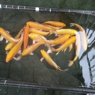 金龍魚35公分還沒過背：關(guān)于金龍魚35公分高的問題 水族問答 第2張