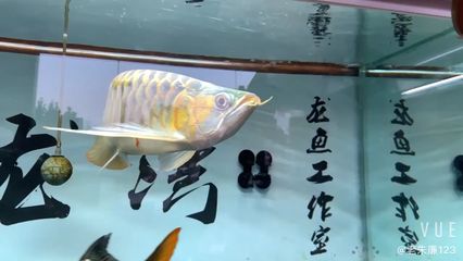 中山龍魚專賣店：中山金龍魚專賣店 全國(guó)觀賞魚市場(chǎng) 第2張