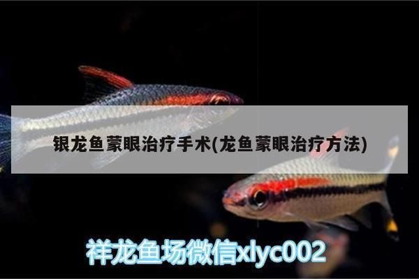 銀龍魚蒙眼會死嗎：銀龍魚蒙眼會導(dǎo)致死亡嗎