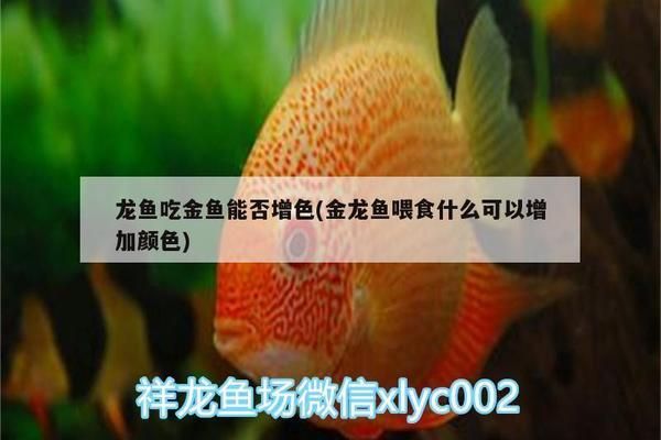 龍魚吃金魚能否增色：龍魚吃金魚能否增色，龍魚增色的自然方法有哪些 龍魚百科 第1張