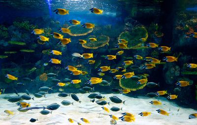 長沙水族館：湖南長沙水族館哪里有比較大的花鳥魚蟲市場或爬店 全國觀賞魚市場 第3張