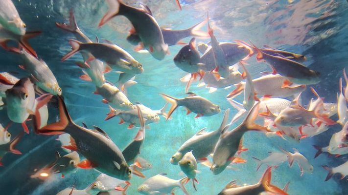 長沙水族館：湖南長沙水族館哪里有比較大的花鳥魚蟲市場或爬店 全國觀賞魚市場 第9張