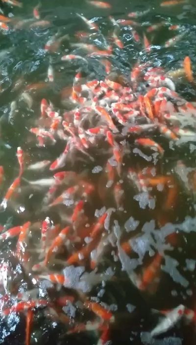 伊犁哈薩克自治州龍魚專賣店：伊犁哈薩克自治州水族批發(fā)市場 全國觀賞魚市場 第8張