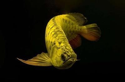 龍魚(yú)怎么爬背快：如何判斷龍魚(yú)營(yíng)養(yǎng)是否充足,龍魚(yú)爬背后如何曬太陽(yáng) 龍魚(yú)百科 第4張