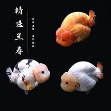 徐州觀賞魚批發(fā)市場：徐州的觀賞魚批發(fā)市場 全國觀賞魚市場 第10張