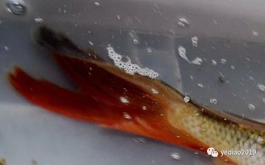 龍鳳鯉魚市場價值：觀賞魚市場價格趨勢預(yù)測龍鳳鯉魚市場價格趨勢預(yù)測 龍魚百科 第5張