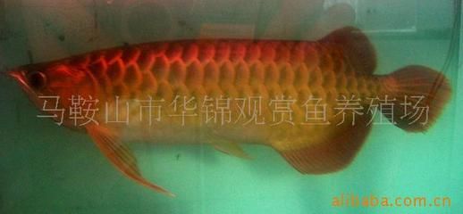 馬鞍山龍魚專賣店：安徽馬鞍山龍魚專賣店(馬鞍山哪里有賣魚缸的實體店鋪 全國觀賞魚市場 第1張