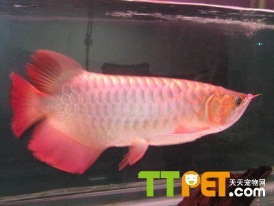 紅龍魚可以活幾年：紅龍魚可以活20-30年，需要注意的是這些信息 紅龍魚百科 第1張