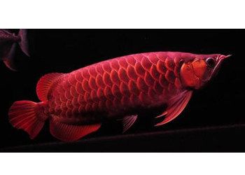 紅龍魚可以活幾年：紅龍魚可以活20-30年，需要注意的是這些信息 紅龍魚百科 第5張