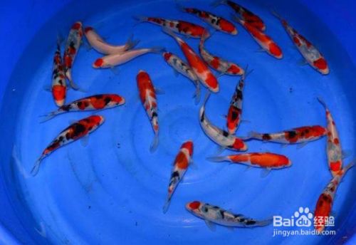 金龍魚5l成本價格表：金龍魚5升成本價格表 水族問答 第2張