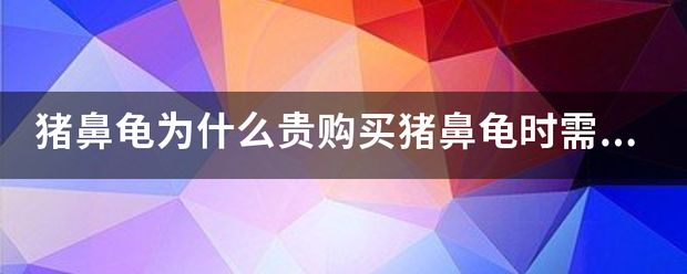 豬鼻龜價(jià)格怎么那么貴：豬鼻龜多少錢一只 豬鼻龜百科 第7張