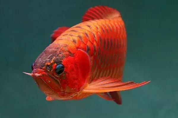 龍魚(yú)兜嘴最簡(jiǎn)單的恢復(fù)：如何判斷龍魚(yú)兜嘴是否先天性