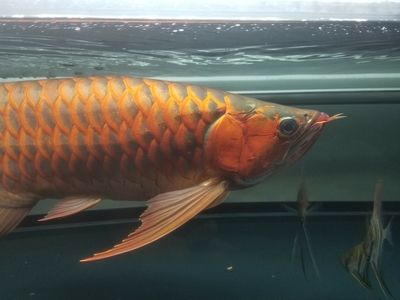 龍魚(yú)兜嘴最簡(jiǎn)單的恢復(fù)：如何判斷龍魚(yú)兜嘴是否先天性