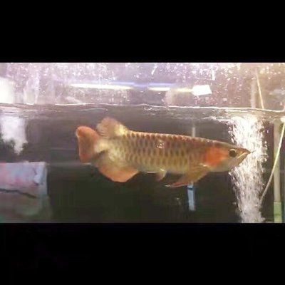 萬(wàn)吉紅龍魚(yú)60公分魚(yú)齡怎么樣：萬(wàn)吉紅龍魚(yú)60公分魚(yú)齡的詳細(xì)信息 紅龍魚(yú)百科 第1張