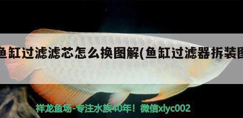 魚(yú)缸濾芯怎么安裝：魚(yú)缸濾芯怎么安裝詳情 魚(yú)缸百科 第3張