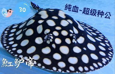 金龍魚60厘米需要多少年：金龍魚60厘米長的幼魚需要多少年才能長到60厘米高 水族問答 第2張