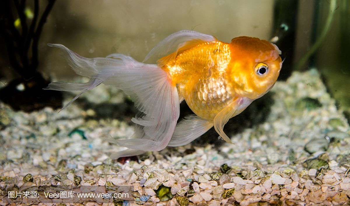 泰國 魚缸：泰國魚缸服務(wù)視頻 魚缸百科 第3張