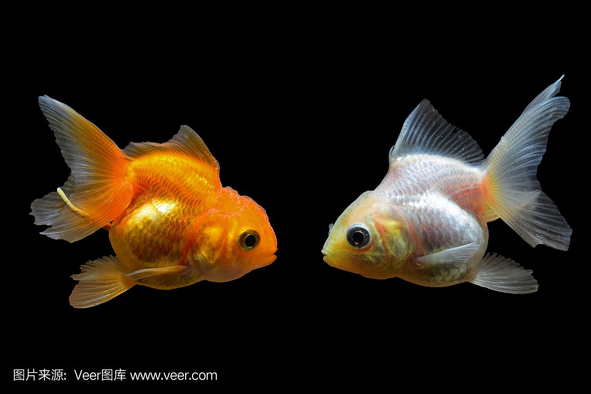 泰國 魚缸：泰國魚缸服務(wù)視頻 魚缸百科 第4張