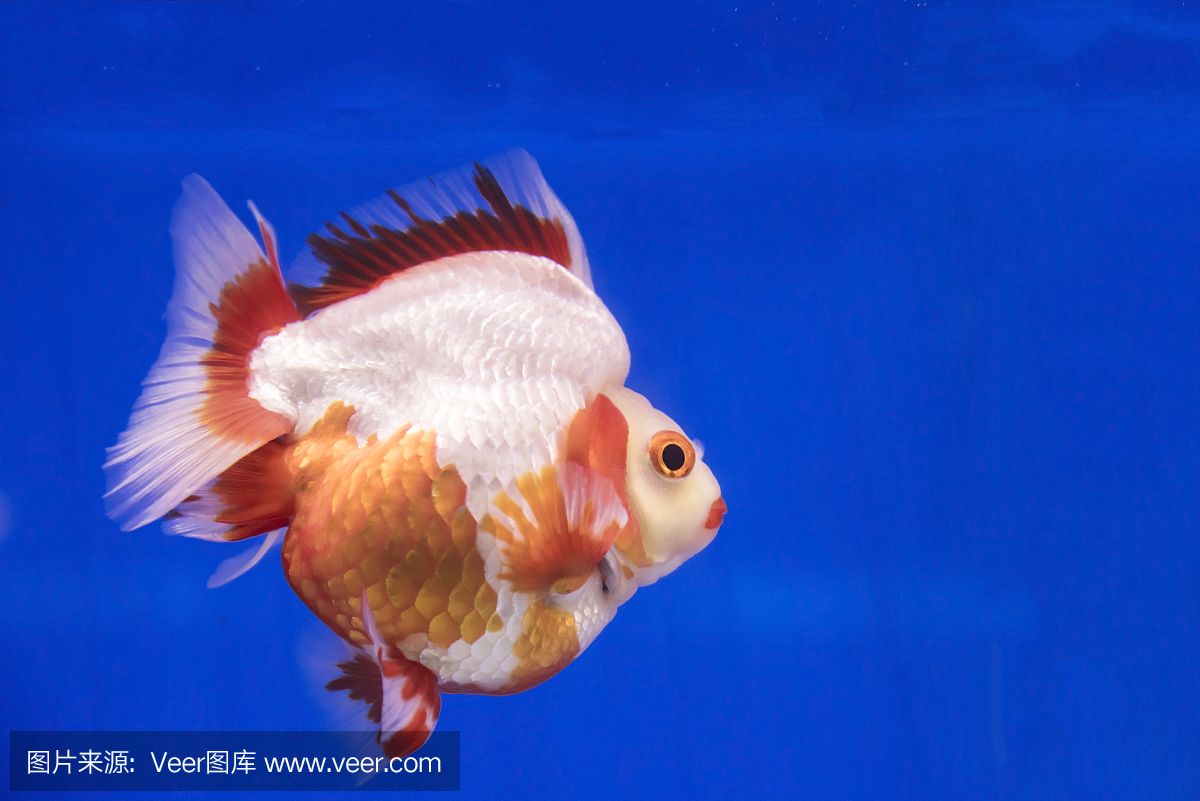 泰國 魚缸：泰國魚缸服務(wù)視頻 魚缸百科 第2張