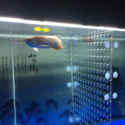 銅陵觀賞魚批發(fā)市場：銅陵觀賞魚市場 全國觀賞魚市場 第3張