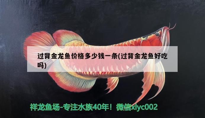 b過(guò)背金龍魚多少錢：b級(jí)過(guò)背金龍魚價(jià)格對(duì)比b級(jí)過(guò)背金龍魚價(jià)格對(duì)比