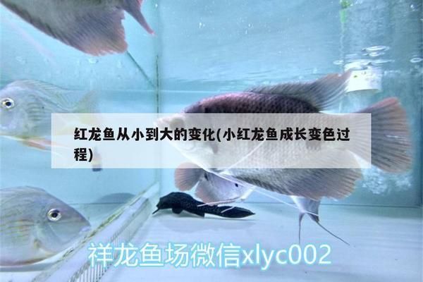 小紅龍魚成長變色過程 紅龍魚百科 第5張