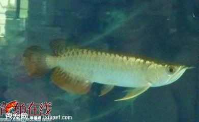 過背金龍魚飼養(yǎng)方法圖解 金龍魚百科 第3張