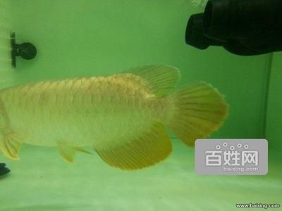 龍魚去哪里批發(fā)最好賣：廣州花地灣越和花鳥魚蟲市場、廣州花地灣越和花鳥魚蟲市場 龍魚百科 第2張