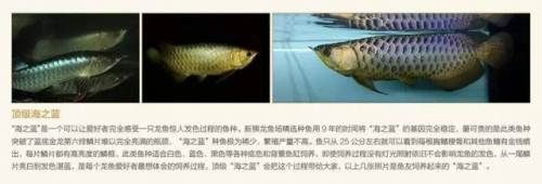 龍魚多少元一條魚：龍魚市場(chǎng)價(jià)格波動(dòng)原因 龍魚百科 第3張