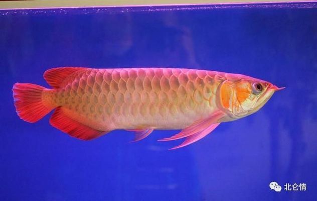 紅龍魚好還是金龍魚好：紅龍魚與金龍魚價(jià)格對比