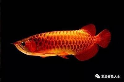 紅龍魚好還是金龍魚好：紅龍魚與金龍魚價(jià)格對(duì)比 紅龍魚百科 第4張