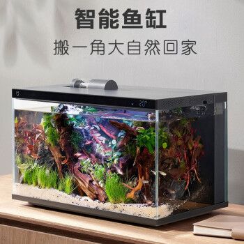 小米魚缸換水頻率：養(yǎng)魚新手如何維護(hù)水質(zhì)，小米智能魚缸換水頻率的實(shí)例 魚缸百科 第1張