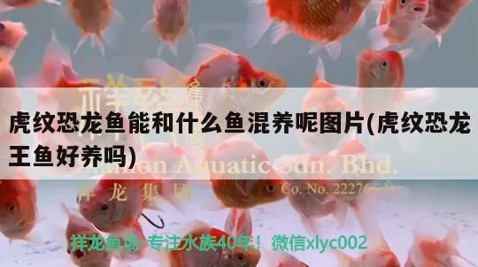 金華龍魚專賣店：金華魚缸專賣店 全國觀賞魚市場 第7張