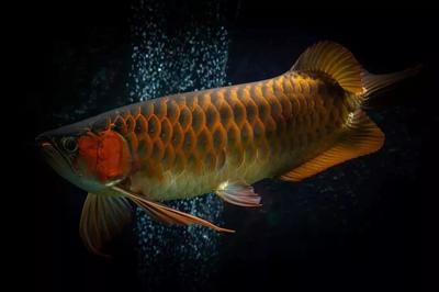 紅龍魚(yú)多少公分開(kāi)始打側(cè)燈：紅龍魚(yú)側(cè)燈使用注意事項(xiàng)紅龍魚(yú)側(cè)燈使用注意事項(xiàng)