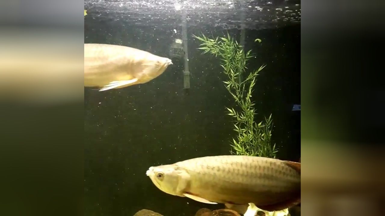 星點金龍魚幼魚專用餌料特性：星點金龍魚幼魚專用餌料的一些特性 金龍魚百科 第2張