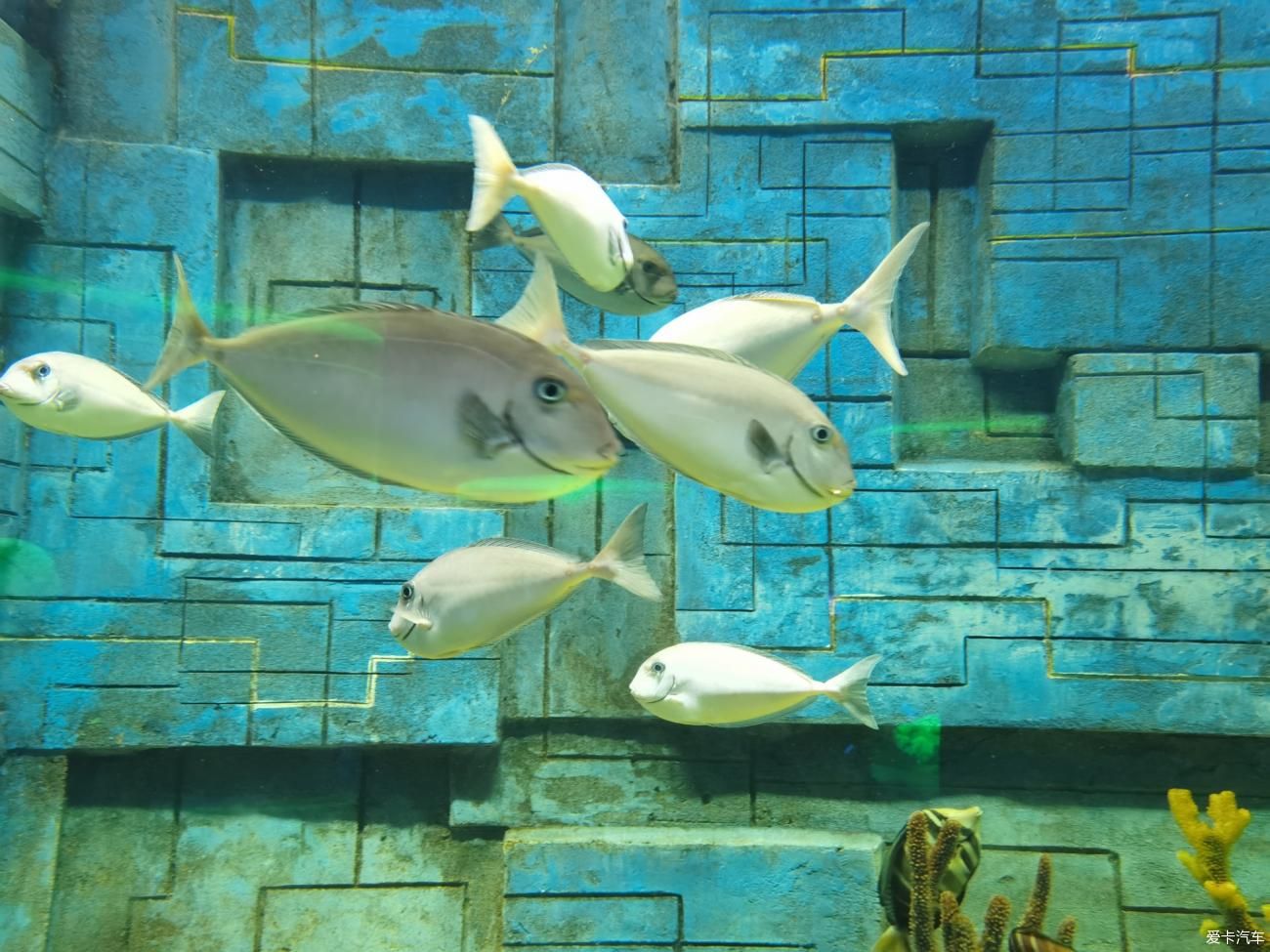 無(wú)錫水族館：無(wú)錫海洋生態(tài)海洋動(dòng)物園與海洋館聯(lián)票優(yōu)惠無(wú)錫動(dòng)物園