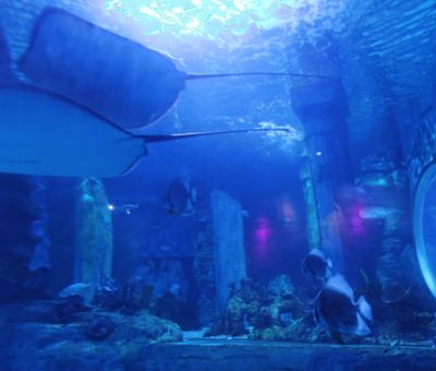 無錫水族館：無錫海洋生態(tài)海洋動物園與海洋館聯(lián)票優(yōu)惠無錫動物園 全國觀賞魚市場 第1張