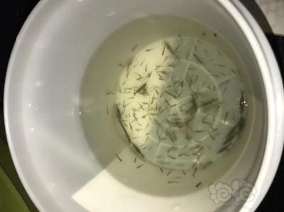 龍魚怎么喂小魚：龍魚喂食小魚時需要注意幾個要點確保魚缸足夠大 龍魚百科 第5張