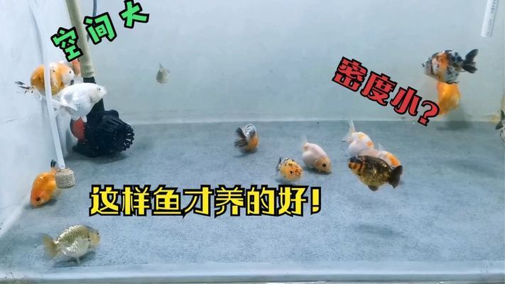 金龍魚養(yǎng)殖密度的最佳實(shí)踐：如何判斷金龍魚的養(yǎng)殖密度 金龍魚百科 第4張