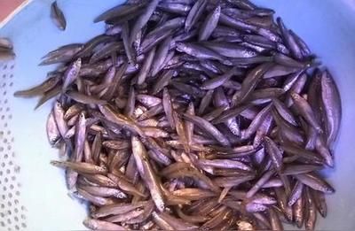 如何選擇適合龍魚的飼料：如何選擇適合的龍魚飼料 龍魚百科 第4張