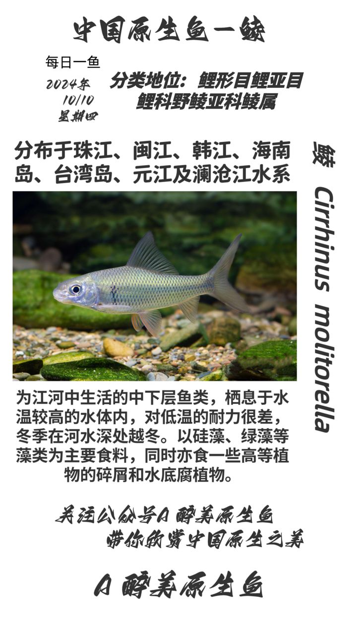 鯪：本研究探討了鯪魚的養(yǎng)殖技術(shù)及其對環(huán)境的影響 觀賞魚論壇