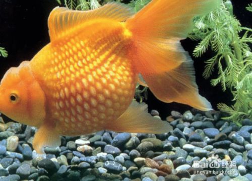 過背金龍魚飼養(yǎng)：過背金龍魚的飼養(yǎng)方法 金龍魚百科