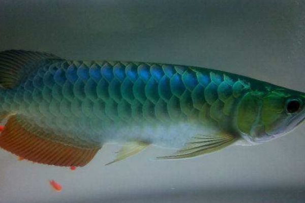 過(guò)背金龍魚(yú)有幾種顏色的：如何辨別過(guò)背金龍魚(yú)品種