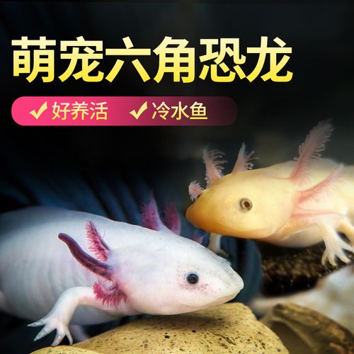 龍魚喂什么活魚好養(yǎng)：適合喂養(yǎng)給龍魚的活魚：泥鰍、蝦、蛙類、蜈蚣、小金魚、朱文錦魚 龍魚百科 第1張