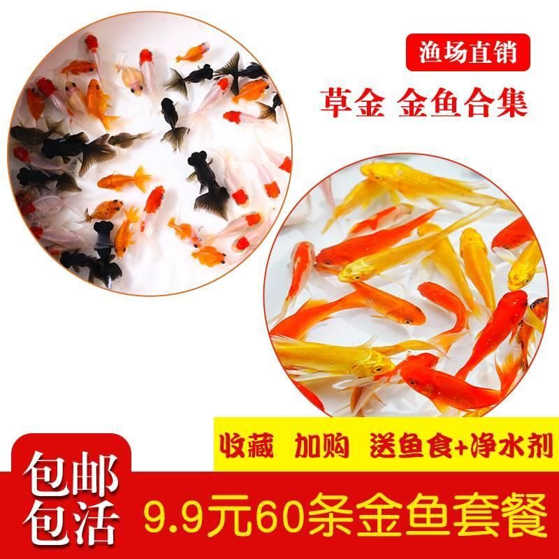 龍魚喂什么活魚好養(yǎng)：適合喂養(yǎng)給龍魚的活魚：泥鰍、蝦、蛙類、蜈蚣、小金魚、朱文錦魚 龍魚百科 第4張